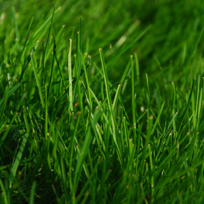 nije blaues grass