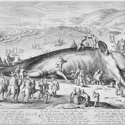 Jacob Matham, Beached whale (1598)