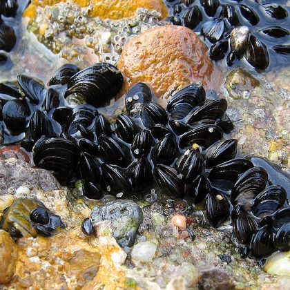 skupek školjk klapavic med kamni v nizki vodi