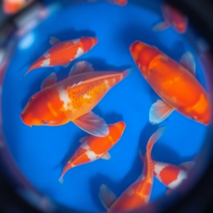 Veronika Sivi – It's 5.20 am, wake up!