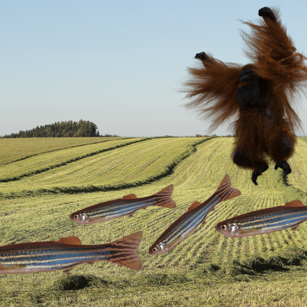 Čez pšenično polje plava pet rib vrste navadna zebrica, nad njimi pa poskakuje orangutan.