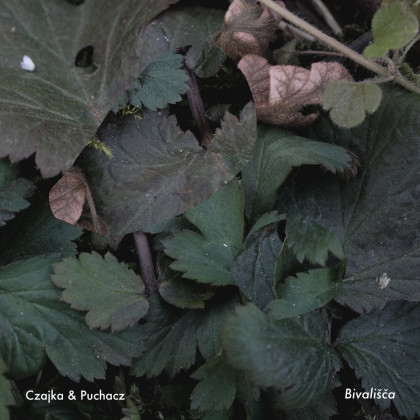 Czajka & Puchacz: Bivališča