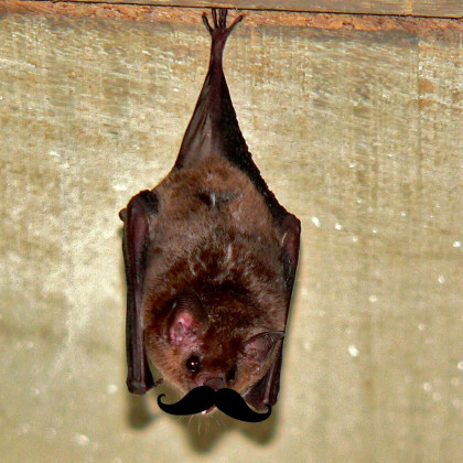 Monsieur Chauve-Souris