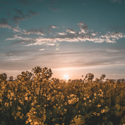 cveti cveti hudiček ohjoj