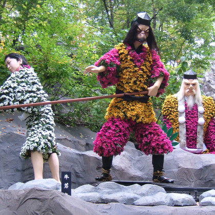 praznik krizantem. Niso sam za na grob, lahko so oblačilo