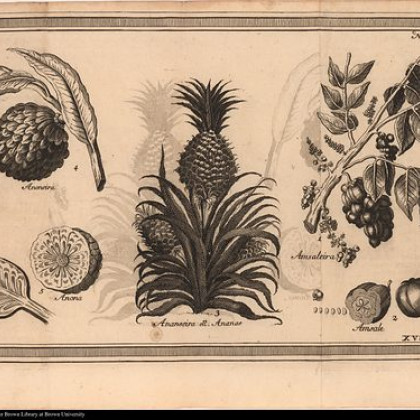 TLŠ je rekla ananas v kadilnici okoli 19.35 