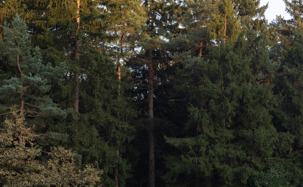 Črna tabla pred drevesi, na tabli napis "Jaz sem transformacija"