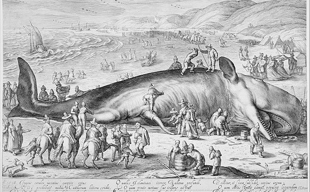 Jacob Matham, Beached whale (1598)