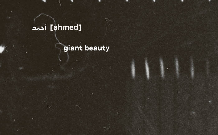 أحمد [Ahmed]: Giant Beauty