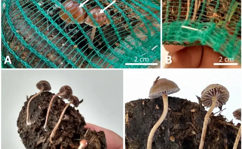 Glive, ki rastejo iz iztrebkov