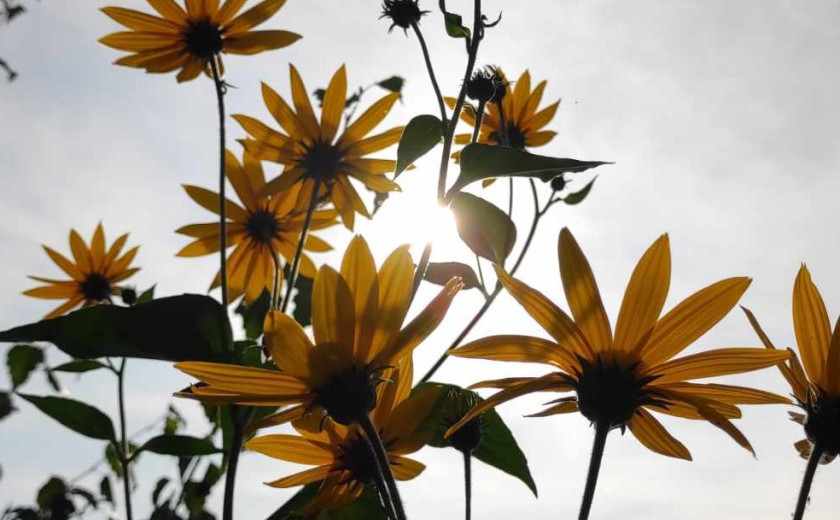 Seznam skladb za 31. 1. 2025, 7.00–11.00 (Mojca Teržan)