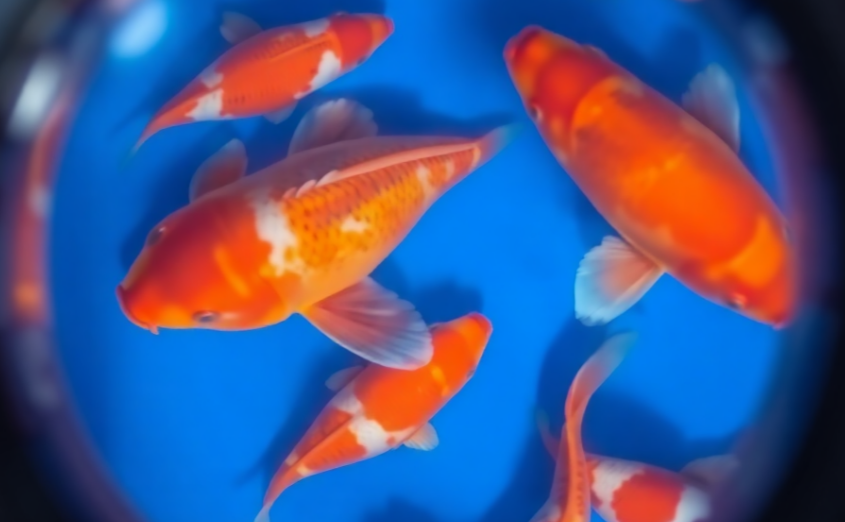 Veronika Sivi – It's 5.20 am, wake up!