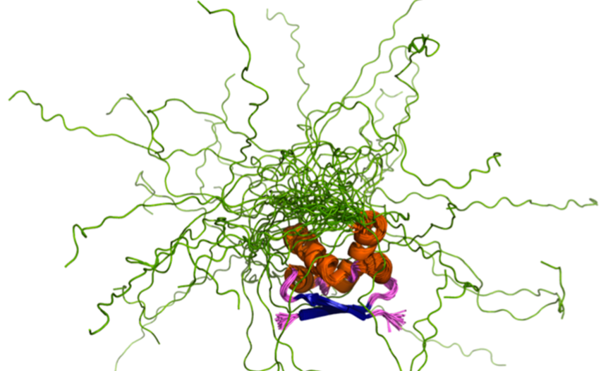 Slika prikazuje struktruo intrinzično neurejenga proteina
