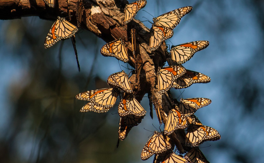 Edini monarhi, ki si ne zaslužijo giljotine