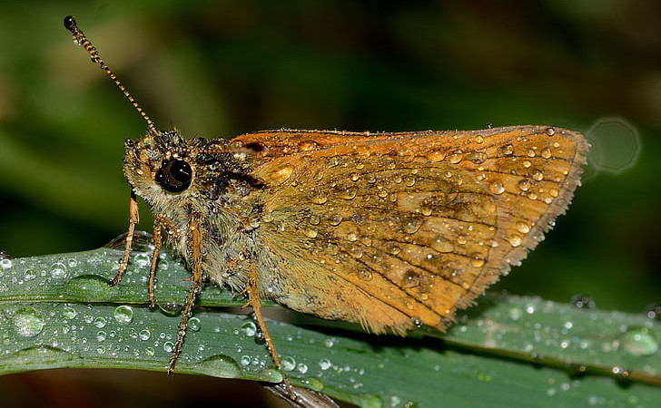 Lejga zvone kok je luškan 