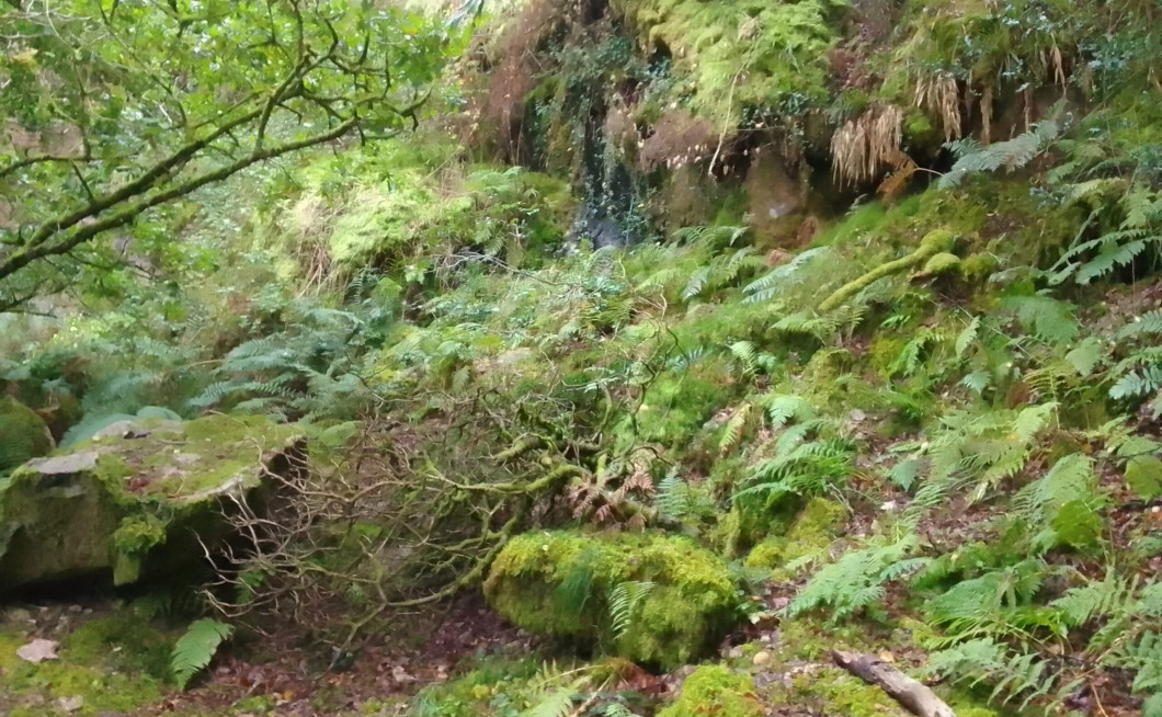 cover photo, containing a very compressed picture of a forest with some mossy rocks and some ferns